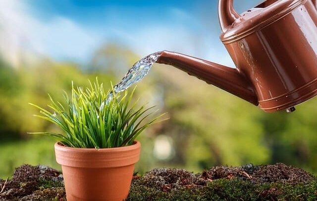 Techniques pour attirer les pollinisateurs dans votre jardin